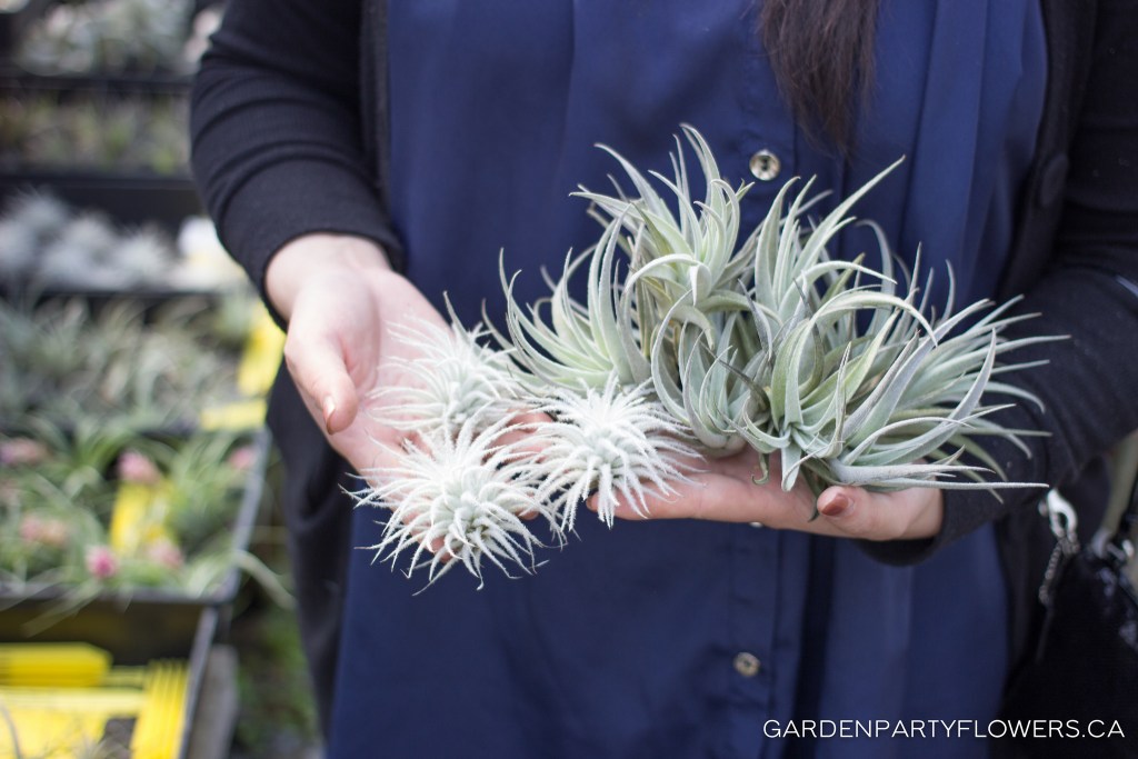 Tillandsia, We Still Have Eyes for You