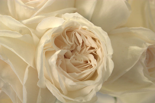 Feature Flower – Garden Roses – Jeanne Moreau