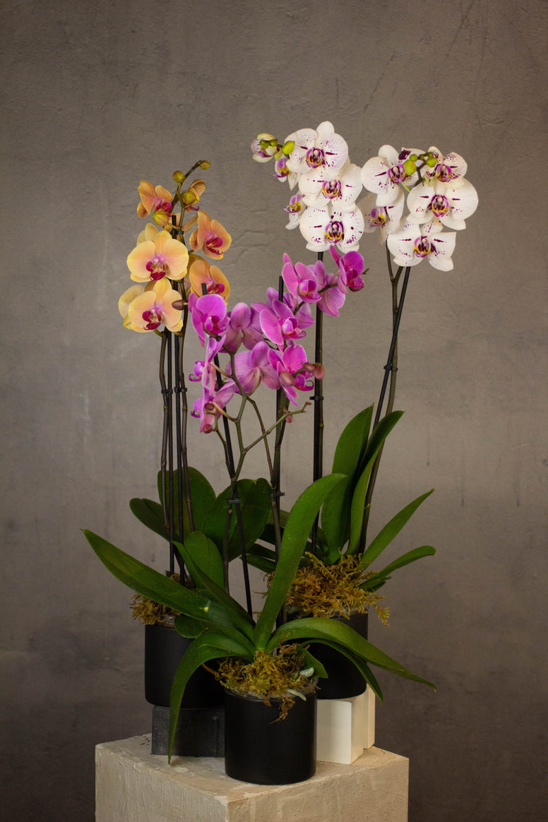 Phalaenopsis Orchids