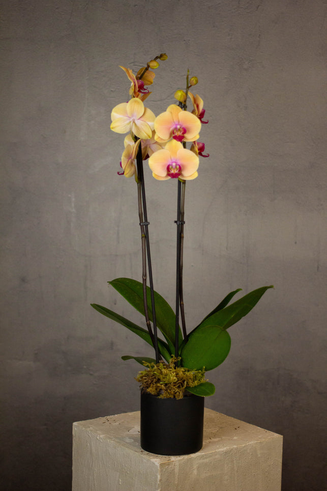 Phalaenopsis Orchids