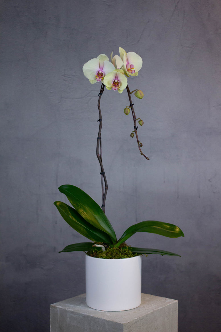 Single Stem Orchid - Light Yellow