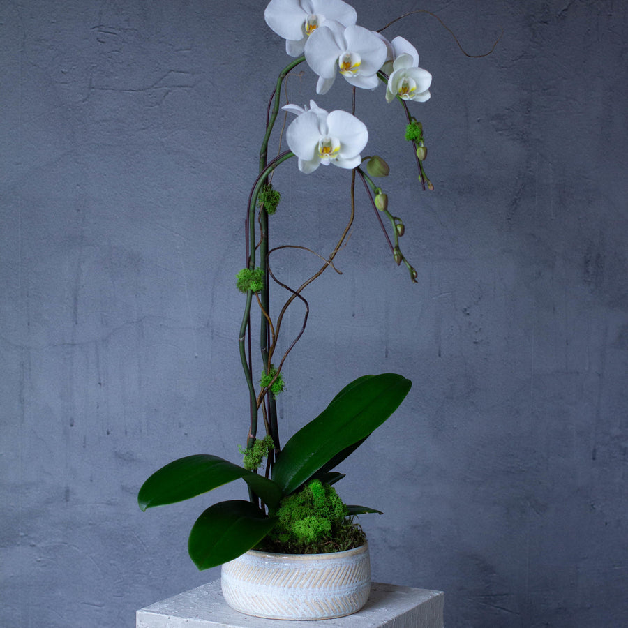 Classic White Orchid - Double Stem