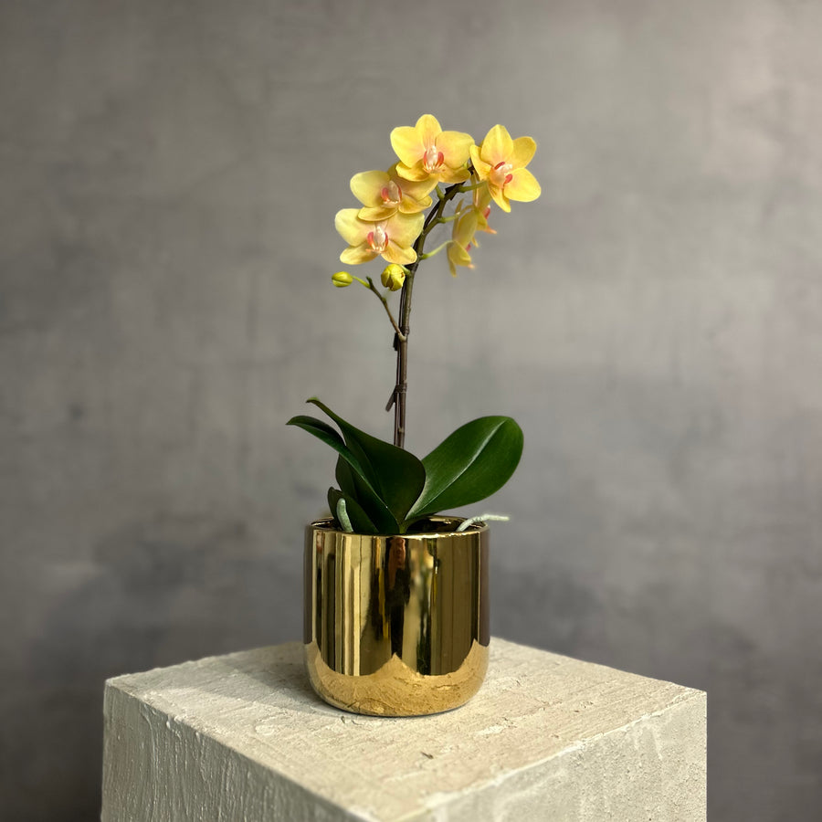 Gold Mini Orchid Plant