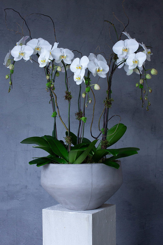 Classic Orchid Subscription