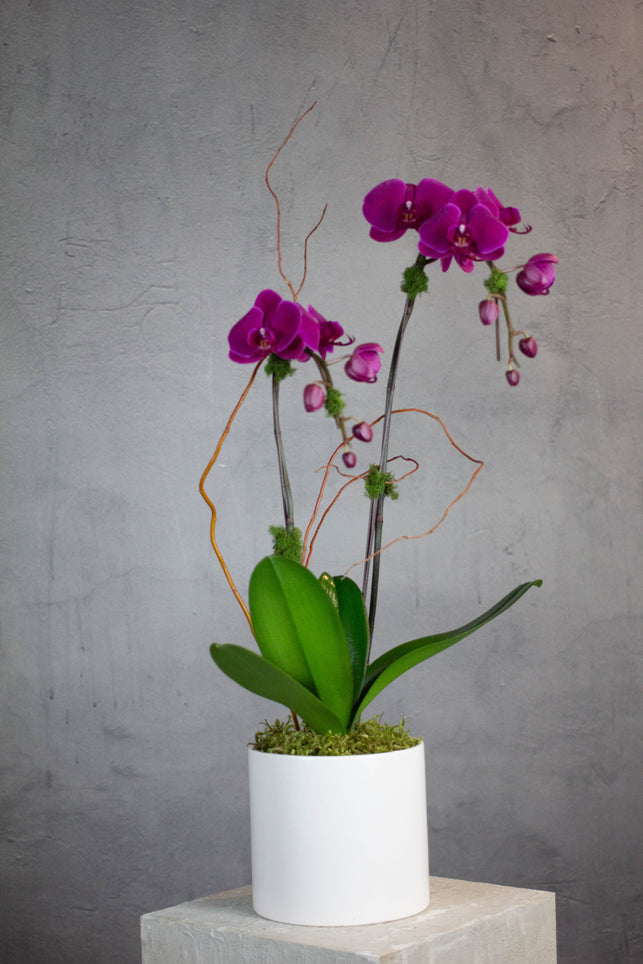 Double Stem Orchid - Purple