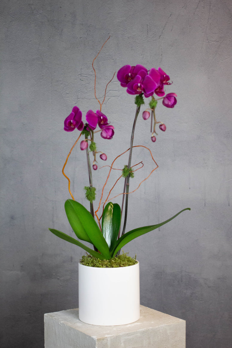 Double Stem Orchid - Purple