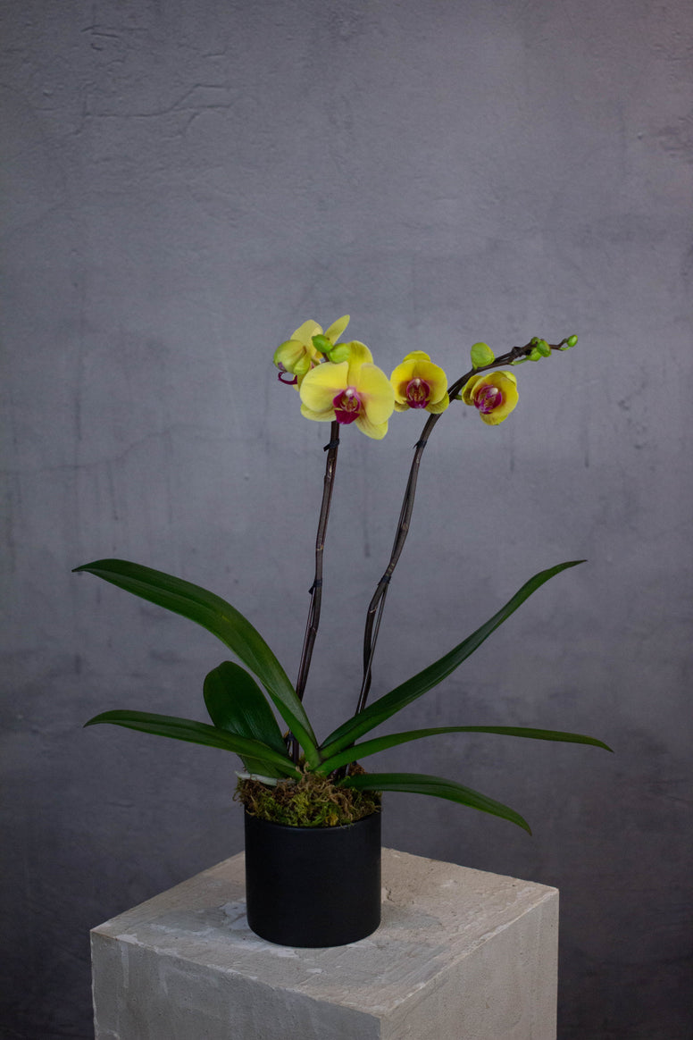 Double Stem Orchid - Yellow with Purple Centre