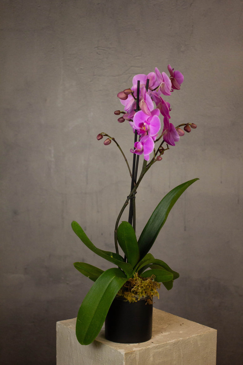 Phalaenopsis Orchids